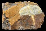 Fossil Ginkgo Leaf From North Dakota - Paleocene #163223-1